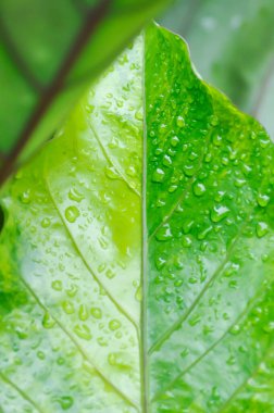 Anthurium Rönesans veya Anthurium Rönesans yaprağı, yaprakları veya Anthurium yaprağı veya bicolor yaprağı ve yağmur damlası veya çiy damlası