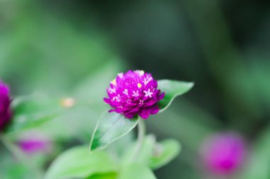 Amaranthaceae, Bachelors düğmesi veya Globe Amaranthus veya Gomphrena globosa L veya fuchsia rengi çiçek veya mor çiçek