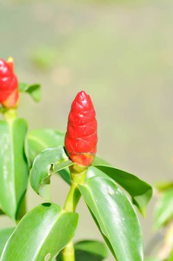 Costus speciosus, Crape ginger veya Malay ginger veya Spiral flag or Cheilocostus speciosus, Costaceae or Cane reed or red flower