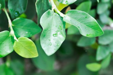 Ficus pumila veya tırmanma inciri veya moraseAE ve yağmur damlası veya çiy damlası