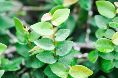 İncir kabuğu ya da incir ağacı ya da bahçedeki morfin.