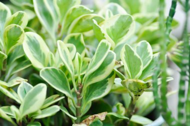 Peperomia obtusifolia, Baby Plabber Plant veya Pepper Face veya PIPERACEAE veya iki renkli bitki