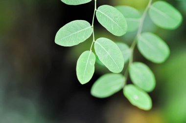 Phyllanthaceae, Phyllanthus reticulatus Poir veya ot bitkisi