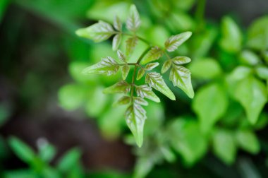 Mantar ağacı, Hint mantar ağacı veya Millingtonia hortensis Linn veya BIGNONIACEAE veya küçük mantar ağacı veya yeni doğan yaprak