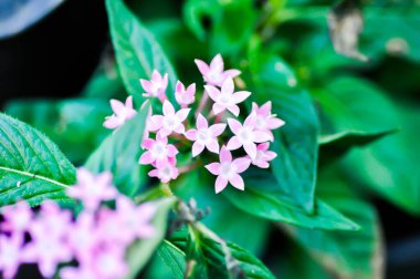 Pentas lanceolata, Mısır yıldız kümesi veya RUBIACEAE veya Mısır yıldız kümesi veya bahçedeki yıldız çiçeği veya pembe çiçek