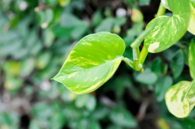 Epipremnum aureus Engl, ARACEAE veya Devils Ivy veya Golden Pothos veya Hunters Robe veya Epipremnum aureum veya Araceae veya bicolor leaf in the garden