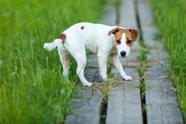 Köpek Jack Russell Terrier yeşil çimlerin arkasında duruyor.