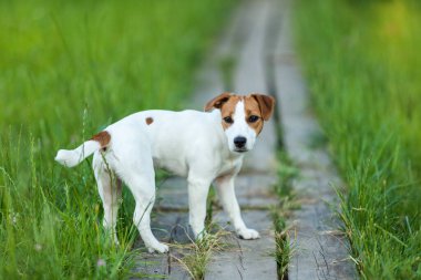 Köpek Jack Russell Terrier yeşil çimlerin arkasında duruyor.