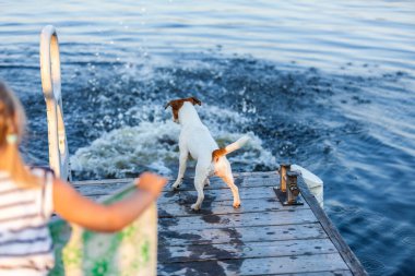 Köpek Jack Russell Terrier suya atlamak istiyor.