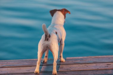 Köpek Jack Russell Terrier suya bakıyor.
