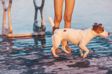 Köpek Jack Russell Terrier, Suyun arka planında Sıcak Bebek 'le oynuyor