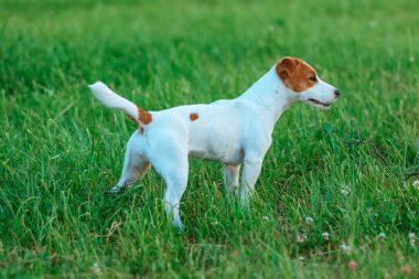 Köpek Jack Russell Terrier çimlerin üzerinde duruyor.