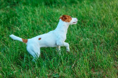 Köpek Jack Russell Terrier yeşil çimlerde koşar