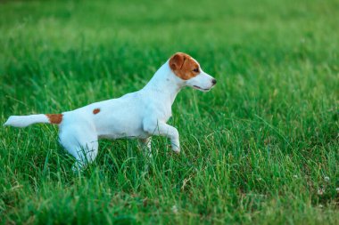 Köpek Jack Russell Terrier yeşil çimlerde koşar