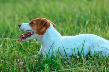 Köpek Jack Russell Terrier çimlerin üzerinde yatıyor.