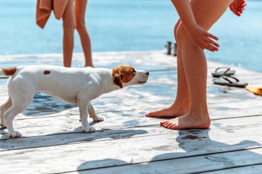 Jack Russell Terrier Bir Çocukla Oynuyor