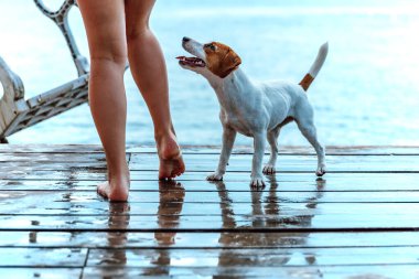 Jack Russell Terrier Bir Çocukla Oynuyor