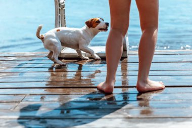 Jack Russell Terrier Bir Çocukla Oynuyor