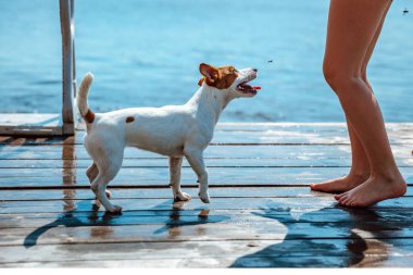 Jack Russell Terrier Bir Çocukla Oynuyor