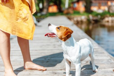 Jack Russell Terrier Bir Çocukla Oynuyor