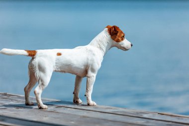 Köpek Jack Russell Terrier suya bakıyor..