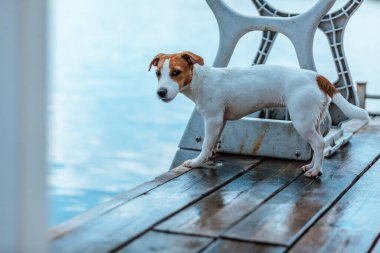 Köpek Jack Russell Terrier suya bakıyor..