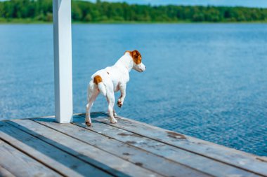 Köpek Jack Russell Terrier suya bakıyor..