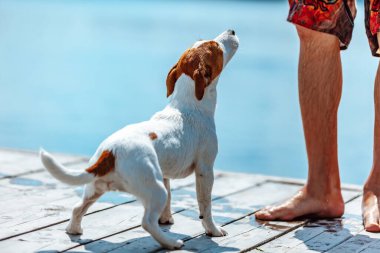 Jack Russell Terrier bir adamla oynuyor.