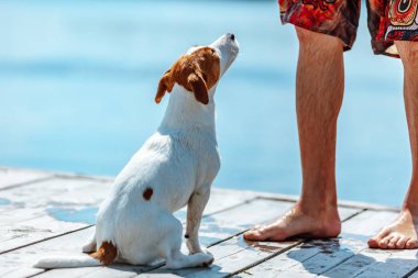 Adam Jack Russell Terrier 'ı eğitti.