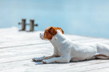 Jack Russell Terrier 'in Portresi