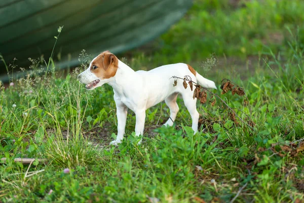 Perro Jack Russell Terrier Hierba — Foto de Stock