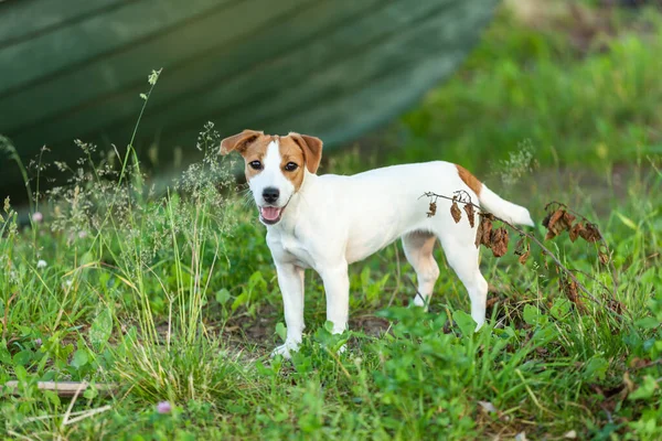 Dog Jack Russell Terrier Grama Contra Pano Fundo Velho Barco — Fotografia de Stock