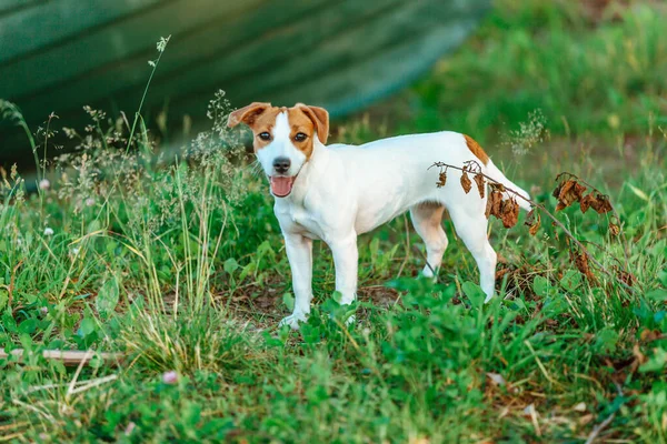 Perro Jack Russell Terrier Hierba — Foto de Stock