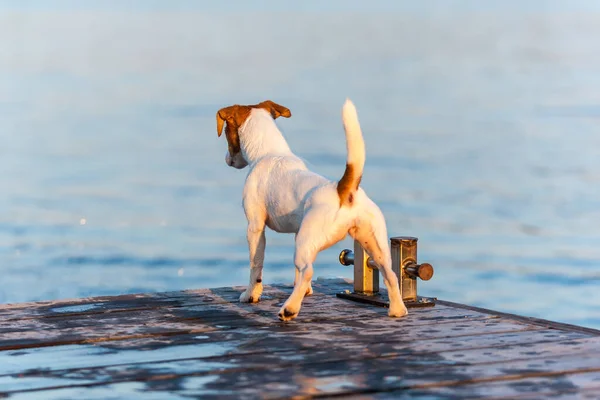 Dog Jack Russell Terrier Tittar Vattnet — Stockfoto