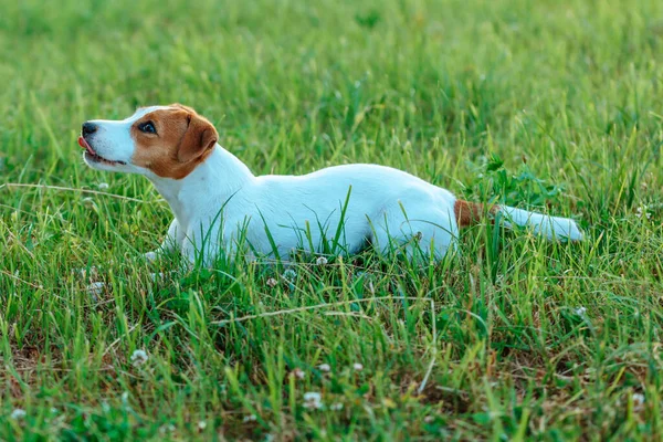 Köpek Jack Russell Terrier Çimlerin Üzerinde Yatıyor — Stok fotoğraf