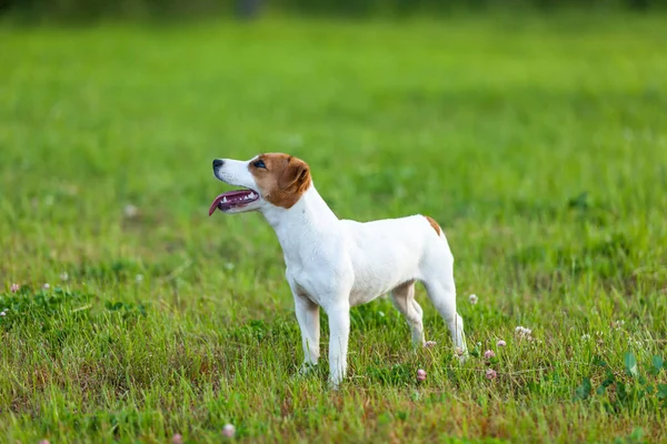 Ładne Pozowanie Jack Russel Terrier — Zdjęcie stockowe