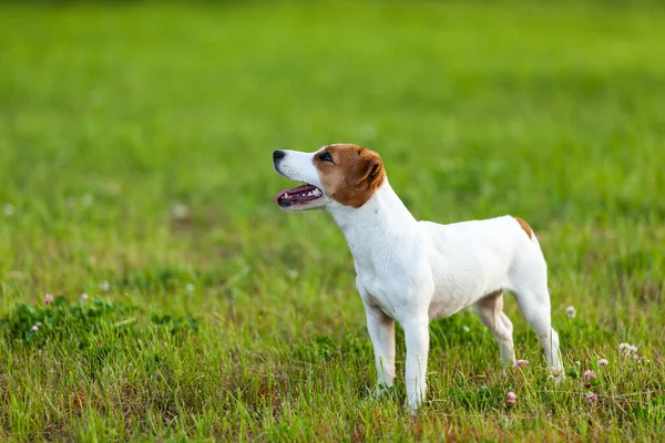 Niza Posando Jack Russel Terrier — Foto de Stock