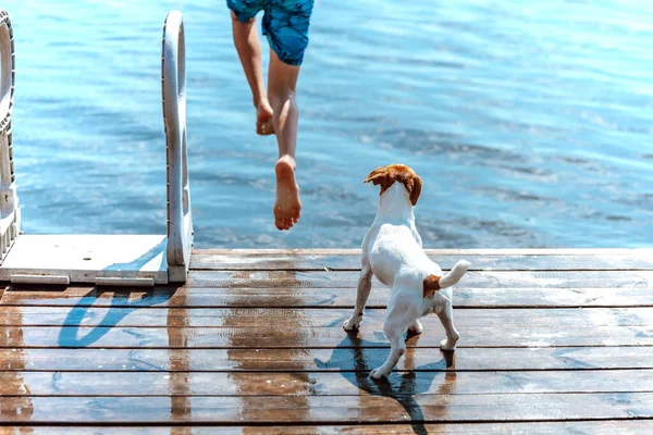 Jack Russell Terrier Játszik Egy Gyerekkel — Stock Fotó