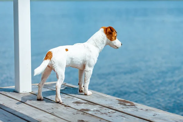 Собака Джек Рассел Терьер Смотрит Воду — стоковое фото