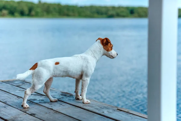 Собака Джек Рассел Терьер Смотрит Воду — стоковое фото
