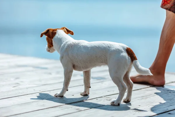 Hombre Entrenado Jack Russell Terrier — Foto de Stock