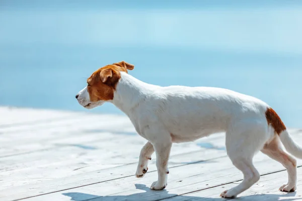 Jack Russell Terrier Corre Muelle Enfoque Suave Superficial — Foto de Stock