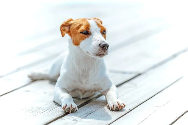 Retrato Jack Russell Terrier Enfoque Suave Superficial — Foto de Stock