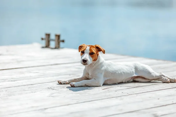 Retrato Jack Russell Terrier — Foto de Stock