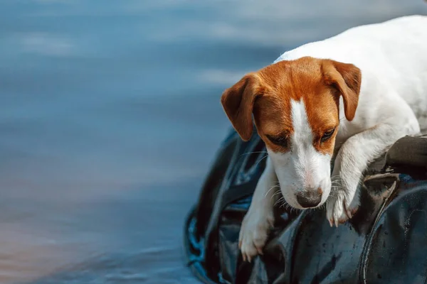 Jack Russell Terrier Barco — Foto de Stock