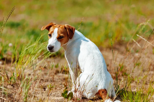 Jack Russell Terrier Sits on the Grass