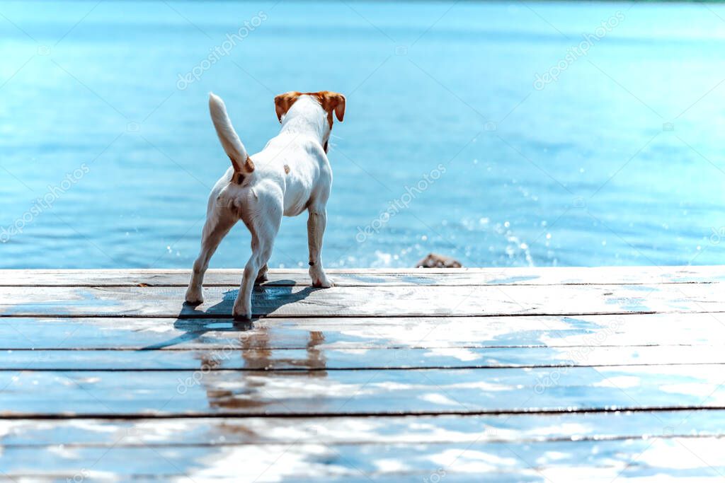 Dog Jack Russell Terrier looks at the water