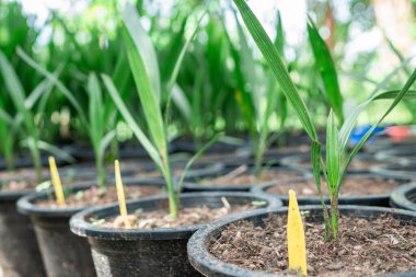 Date palm seedlings Seed and tissue culture model from the lab are ready to plant propagation. clipart