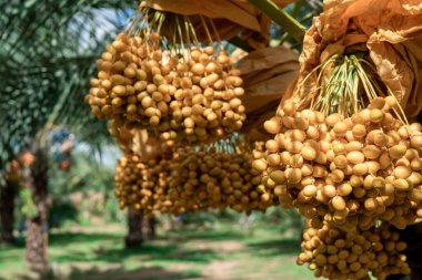 Hurma ağacının meyvelerinden taze meyve yersiniz. Çiftçilerin hasat mevsiminde.