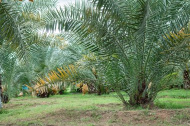 Hurma tohumu tohumları ve laboratuardaki doku kültürü modeli yayılma işlemine hazır..